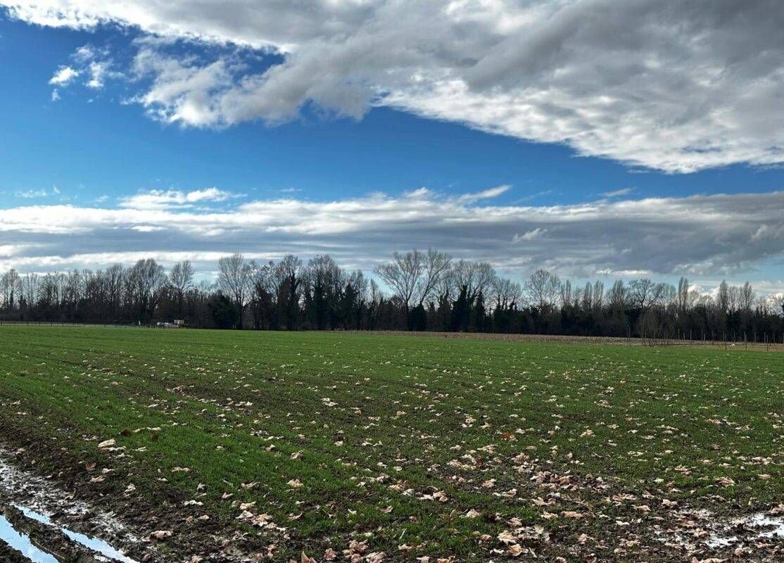 Maerne via Frassinelli terreno agricolo frazionabile